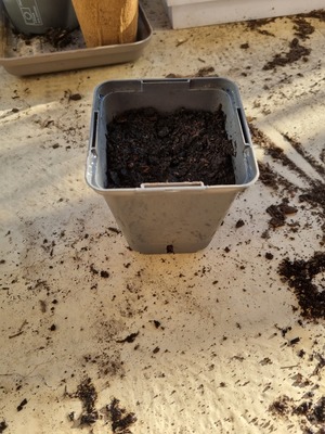 Image de #2 : Tomates