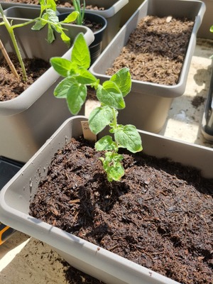 Image de #11 : Origan