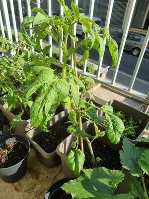 Image de #10 : Tomate Brandywine Pink