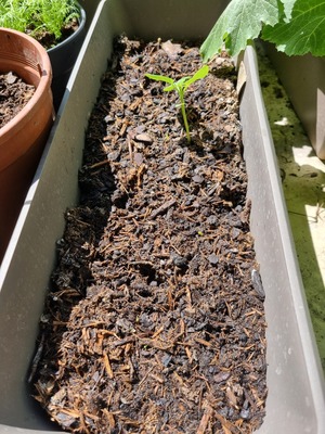 Image de #1 : Melisse officinale