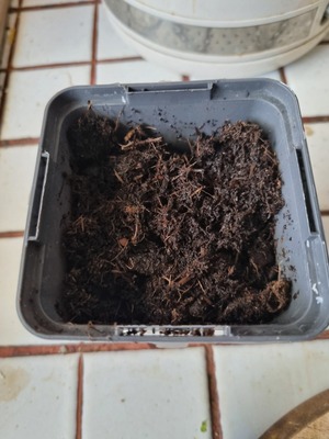 Image de #15 : Aubergine