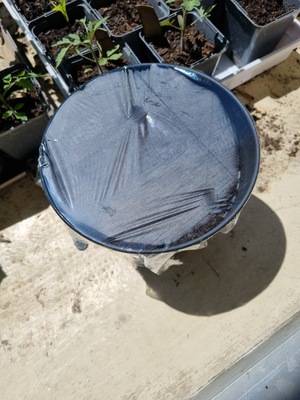 Image de #16 : Basilic thai