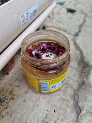 Image de #18 : Oignon rouge