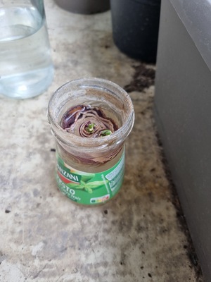 Image de #14 : Oignon rouge