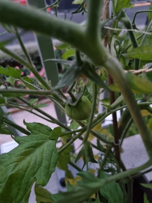 Image de #9 : Tomate Reif Red