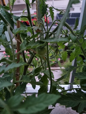 Image de #8 : Tomate Yasha Yougoslavian