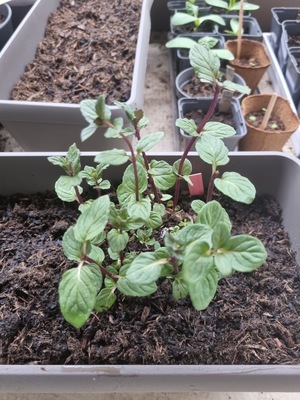 Image de #4 : Menthe chocolat