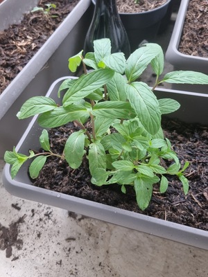 Image de #3 : Menthe poivrée