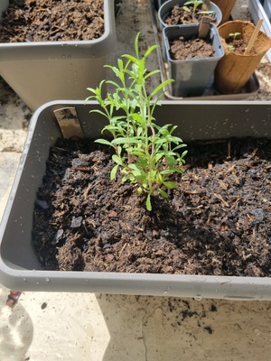 Image de #5 : Sarriette des montagnes