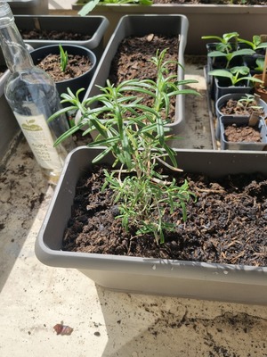 Image de #6 : Romarin officinal